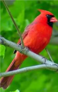 ELP Cardinal