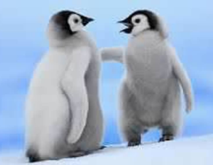 ELP Penguins